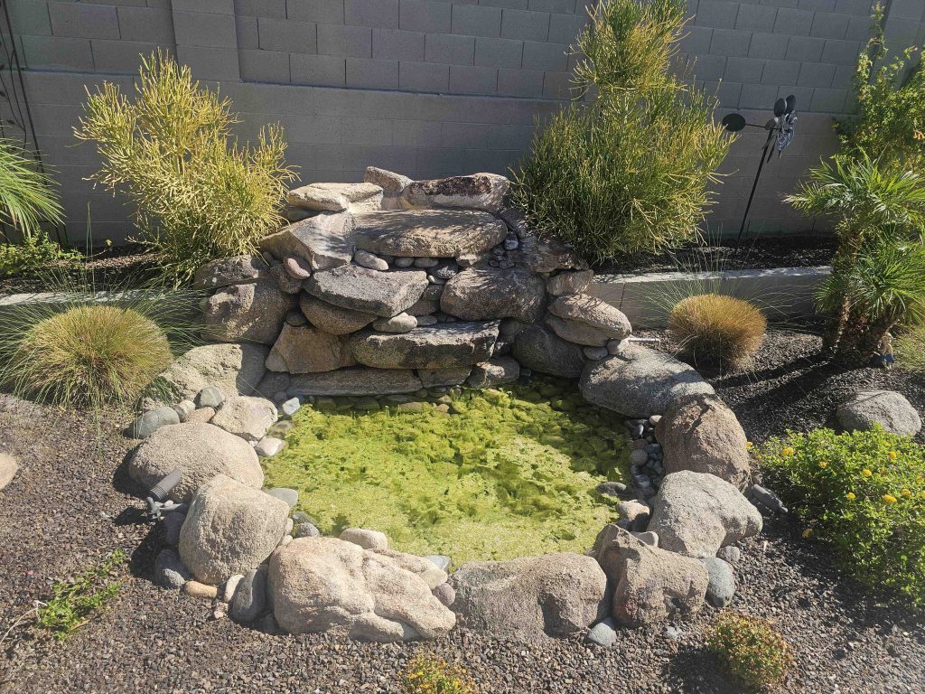 Water fountain with algae