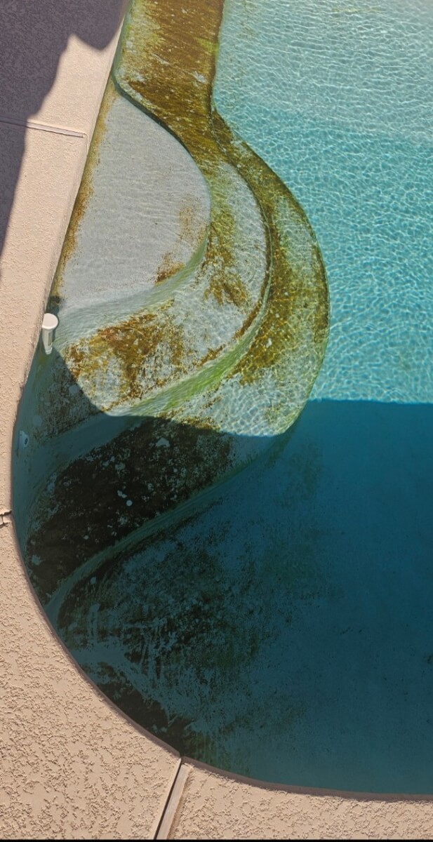 Yellow Algae